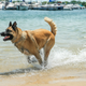 Illustration for article titled 39 *Scratchy Scratchy* Photos of Dogs